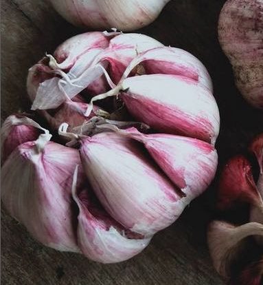 Garlic - Seed - Large Pack - Giants - 1kg - Image 4
