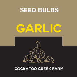 Garlic - Seed Bulbs - Starter Pack - Giant Russians